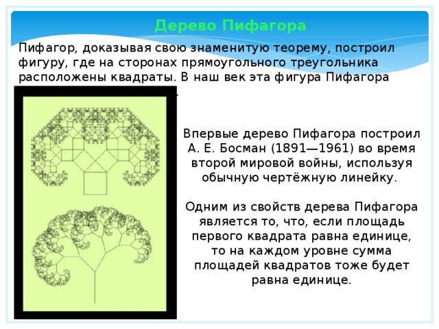 Дерево Пифагора Пифагор, доказывая свою знаменитую теорему, построил фигуру, где на сторонах прямоугольного треугольника расположены квадраты. В наш век эта фигура Пифагора выросла в целое дерево. Впервые дерево Пифагора построил А. Е. Босман (1891—1961) во время второй мировой войны, используя обычную чертёжную линейку. Одним из свойств дерева Пифагора является то, что, если площадь первого квадрата равна единице, то на каждом уровне сумма площадей квадратов тоже будет равна единице. 