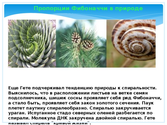 Пропорции Фибоначчи в природе Еще Гете подчеркивал тенденцию природы к спиральности. Выяснилось, что в расположении листьев на ветке семян подсолнечника, шишек сосны проявляет себя ряд Фибоначчи, а стало быть, проявляет себя закон золотого сечения. Паук плетет паутину спиралеобразно. Спиралью закручивается ураган. Испуганное стадо северных оленей разбегается по спирали. Молекула ДНK закручена двойной спиралью. Гете называл спираль 