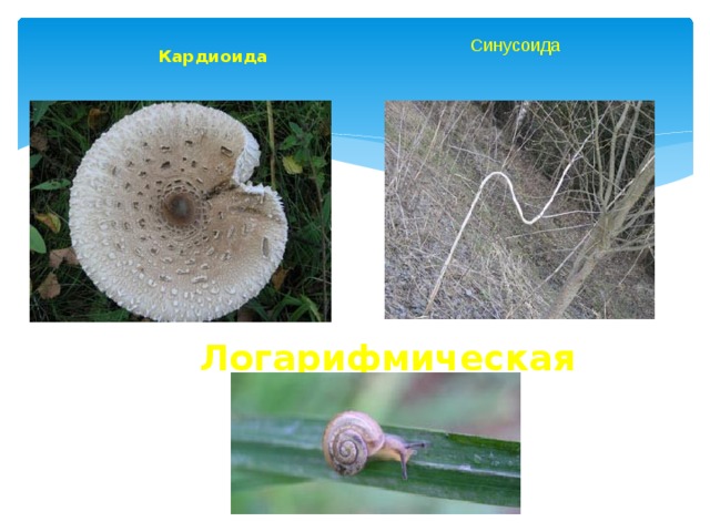 Синусоида Кардиоида   Логарифмическая спираль 