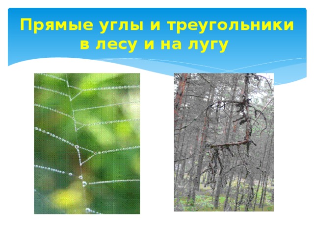 Прямые углы и треугольники в лесу и на лугу 