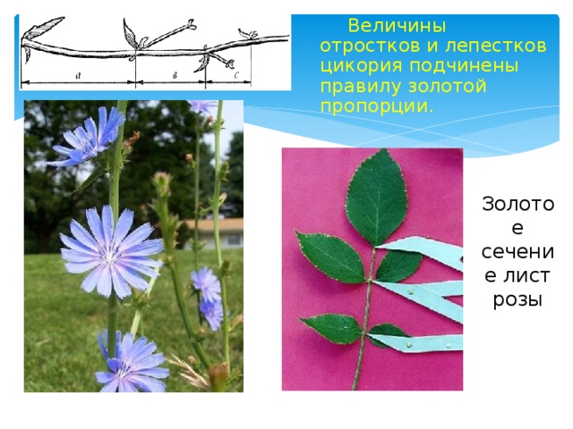  Величины отростков и лепестков цикория подчинены правилу золотой пропорции. Золотое сечение лист розы 