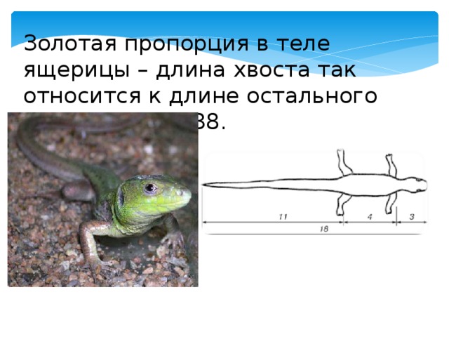 Золотая пропорция в теле ящерицы – длина хвоста так относится к длине остального тела, как 62 к 38. 