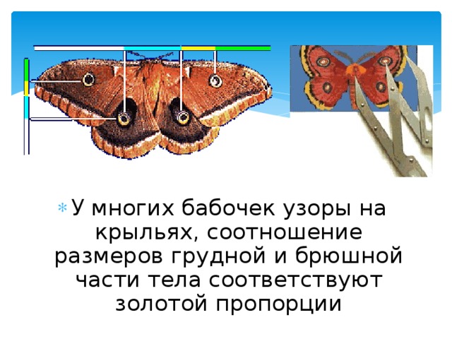 У многих бабочек узоры на крыльях, соотношение размеров грудной и брюшной части тела соответствуют золотой пропорции 