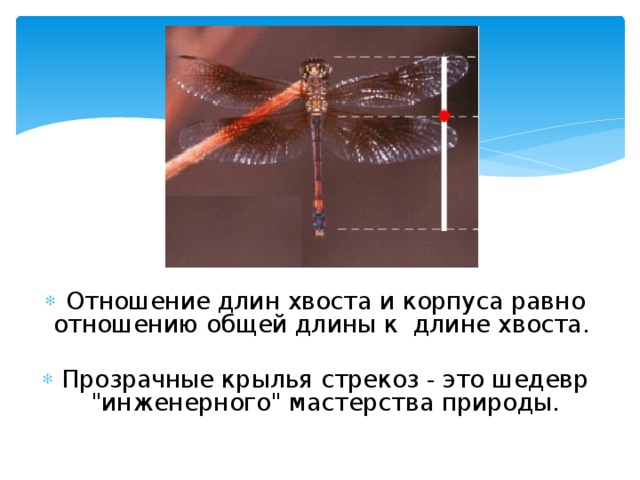 Отношение длин хвоста и корпуса равно отношению общей длины к длине хвоста. Прозрачные крылья стрекоз - это шедевр 