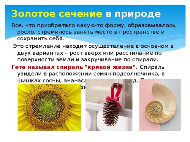Золотое сечение в природе Все, что приобретало какую-то форму, образовывалось, росло, стремилось занять место в пространстве и сохранить себя.  Это стремление находит осуществление в основном в двух вариантах – рост вверх или расстилание по поверхности земли и закручивание по спирали. Гете называл спираль 