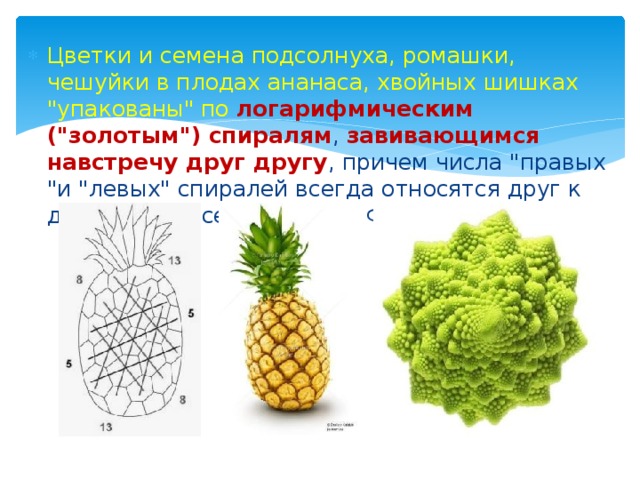 Цветки и семена подсолнуха, ромашки, чешуйки в плодах ананаса, хвойных шишках 