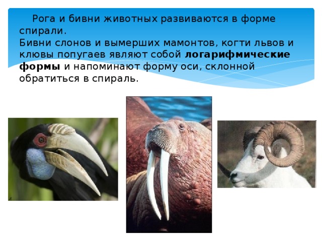 Рога и бивни животных развиваются в форме спирали.  Бивни слонов и вымерших мамонтов, когти львов и клювы попугаев являют собой логарифмические формы и напоминают форму оси, склонной обратиться в спираль. 