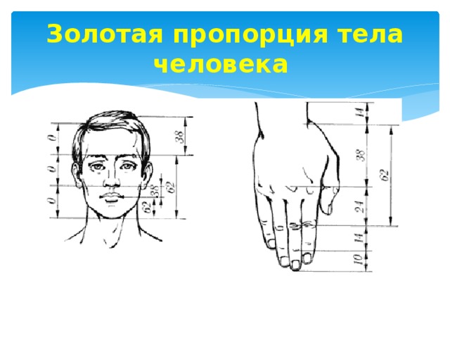 Золотая пропорция тела человека 