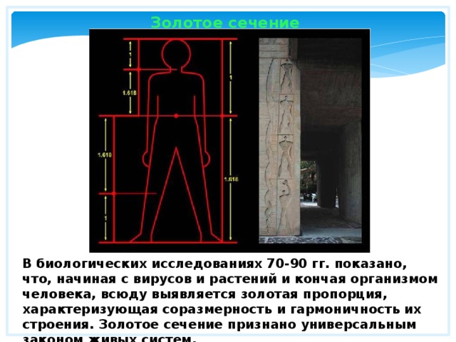 Золотое сечение В биологических исследованиях 70-90 гг. показано, что, начиная с вирусов и растений и кончая организмом человека, всюду выявляется золотая пропорция, характеризующая соразмерность и гармоничность их строения. Золотое сечение признано универсальным законом живых систем. 