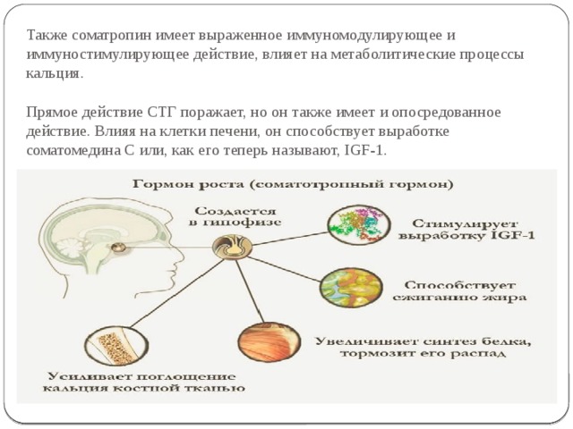 Также соматропин имеет выраженное иммуномодулирующее и иммуностимулирующее действие, влияет на метаболитические процессы кальция.   Прямое действие СТГ поражает, но он также имеет и опосредованное действие. Влияя на клетки печени, он способствует выработке соматомедина С или, как его теперь называют, IGF-1.   