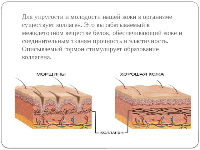 Для упругости и молодости нашей кожи в организме существует коллаген. Это вырабатываемый в межклеточном веществе белок, обеспечивающий коже и соединительным тканям прочность и эластичность. Описываемый гормон стимулирует образование коллагена. 