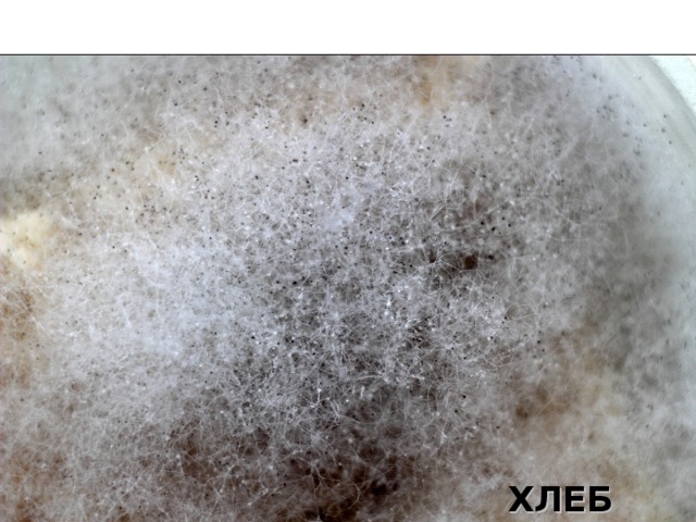 ХЛЕБ 