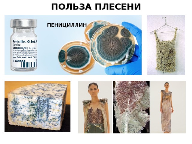 ПОЛЬЗА ПЛЕСЕНИ ПЕНИЦИЛЛИН 