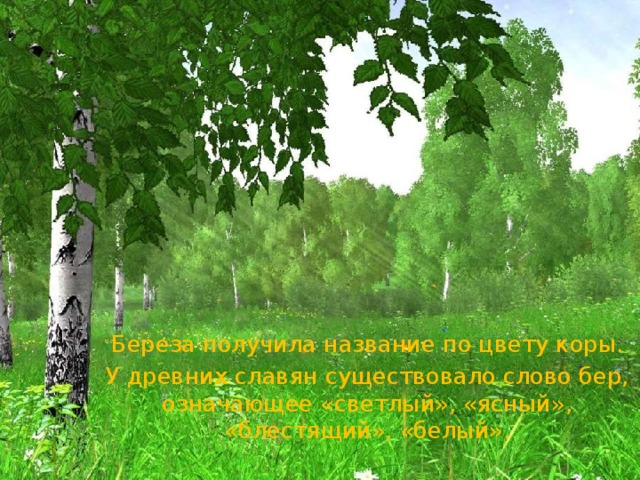 Этимологическое значение. Береза получила название по цвету коры. У древних славян существовало слово бер, означающее «светлый», «ясный», «блестящий», «белый». 