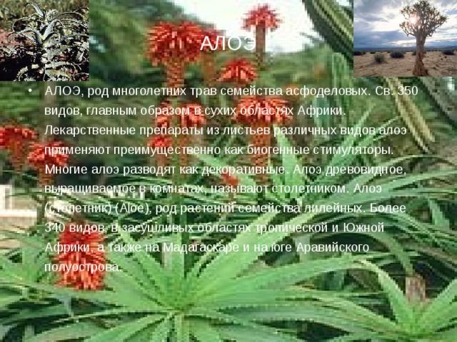АЛОЭ АЛОЭ, род многолетних трав семейства асфоделовых. Св. 350 видов, главным образом в сухих областях Африки. Лекарственные препараты из листьев различных видов алоэ применяют преимущественно как биогенные стимуляторы. Многие алоэ разводят как декоративные. Алоэ древовидное, выращиваемое в комнатах, называют столетником. Алоэ (столетник) (Aloe), род растений семейства лилейных. Более 340 видов, в засушливых областях тропической и Южной Африки, а также на Мадагаскаре и на юге Аравийского полуострова.  