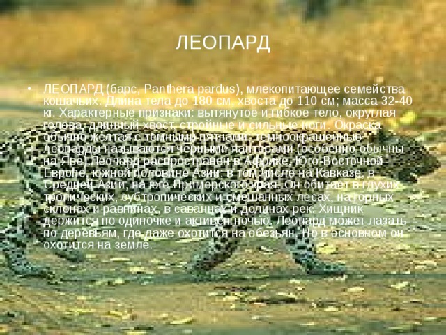 ЛЕОПАРД ЛЕОПАРД (барс, Panthera pardus), млекопитающее семейства кошачьих. Длина тела до 180 см, хвоста до 110 см; масса 32-40 кг. Характерные признаки: вытянутое и гибкое тело, округлая голова, длинный хвост, стройные и сильные ноги. Окраска обычно желтая с темными пятнами; темноокрашенные леопарды называются черными пантерами (особенно обычны на Яве).Леопард распространен в Африке, Юго-Восточной Европе, южной половине Азии; в том числе на Кавказе, в Средней Азии, на юге Приморского края. Он обитает в глухих тропических, субтропических и смешанных лесах, на горных склонах и равнинах, в саваннах и долинах рек. Хищник держится по одиночке и активен ночью. Леопард может лазать по деревьям, где даже охотится на обезьян. Но в основном он охотится на земле. 