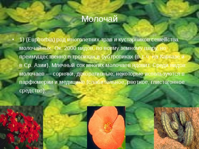 Молочай 1) (Euphorbia) род многолетних трав и кустарников семейства молочайных. Ок. 2000 видов, по всему земному шару, но преимущественно в тропиках и субтропиках (в т. ч. на Кавказе и в Ср. Азии). Млечный сок многих молочаев ядовит. Среди видов молочаев — сорняки, декоративные; некоторые используются в парфюмерии и медицине (слабительное, рвотное, глистогонное средство).  