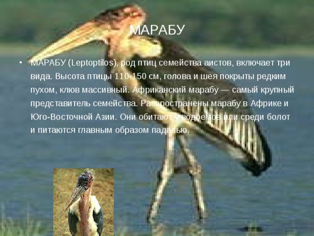 МАРАБУ МАРАБУ (Leptoptilos), род птиц семейства аистов, включает три вида. Высота птицы 110-150 см, голова и шея покрыты редким пухом, клюв массивный. Африканский марабу — самый крупный представитель семейства. Распространены марабу в Африке и Юго-Восточной Азии. Они обитают у водоемов или среди болот и питаются главным образом падалью.  