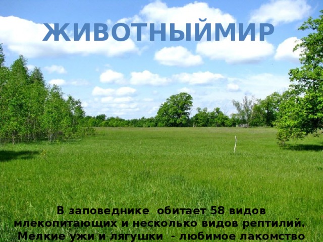 Животныймир В заповеднике обитает 58 видов млекопитающих и несколько видов рептилий. Мелкие ужи и лягушки - любимое лакомство ежей. 