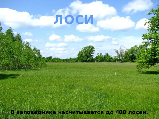 ЛОСИ В заповеднике насчитывается до 400 лосей. 