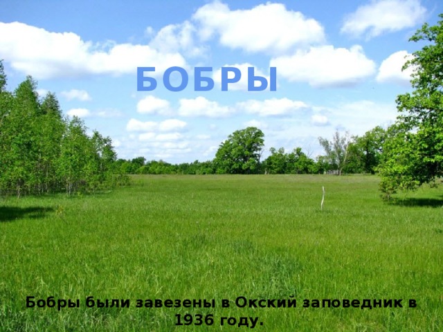 БОБРЫ Бобры были завезены в Окский заповедник в 1936 году. В настоящее время здесь их насчитывается до 600 голов. 