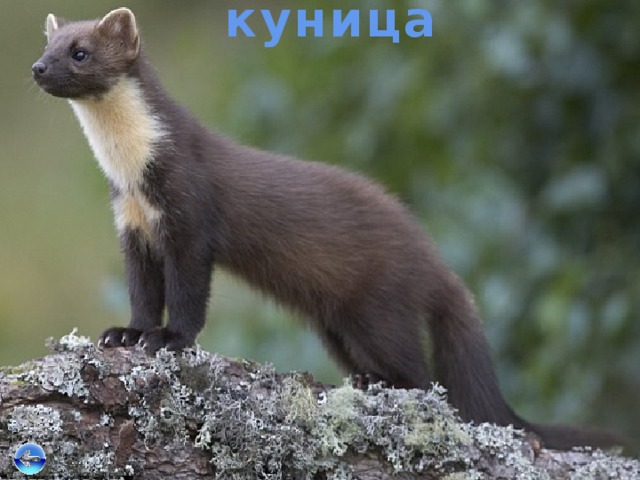 сова куница хорёк кабан Многообразный животный мир Окского заповедника белозубка 
