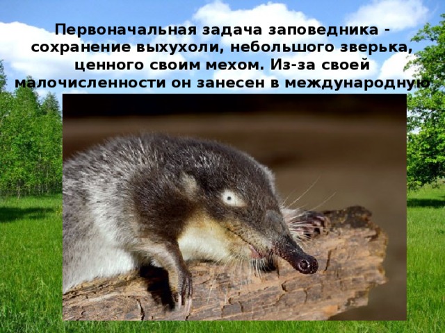 Первоначальная задача заповедника - сохранение выхухоли, небольшого зверька, ценного своим мехом. Из-за своей малочисленности он занесен в международную Красную книгу. 