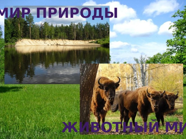 Мир природы Животный Мир 