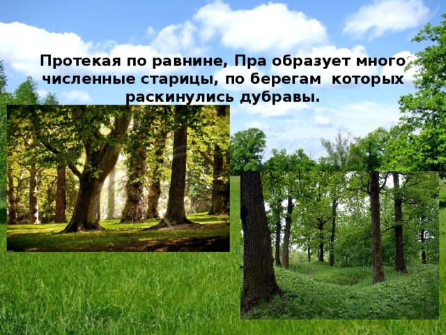 Протекая по равнине, Пра образует много численные старицы, по берегам которых раскинулись дубравы. 