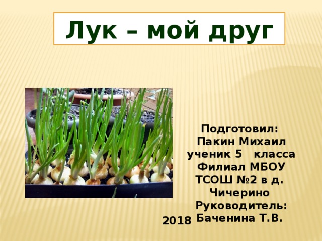  Лук – мой друг Подготовил: Пакин Михаил ученик 5 класса Филиал МБОУ ТСОШ №2 в д. Чичерино Руководитель: Баченина Т.В. 2018 