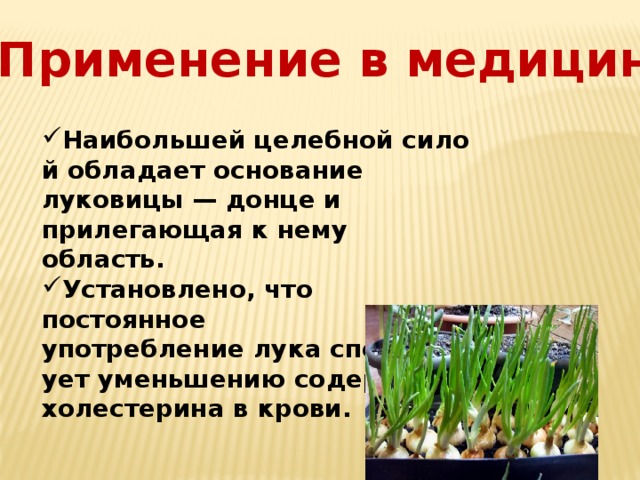 Применение в медицине Наибольшей целебной силой обладает основание луковицы — донце и прилегающая к нему область. Установлено, что постоянное употребление лука способствует уменьшению содержания холестерина в крови. 