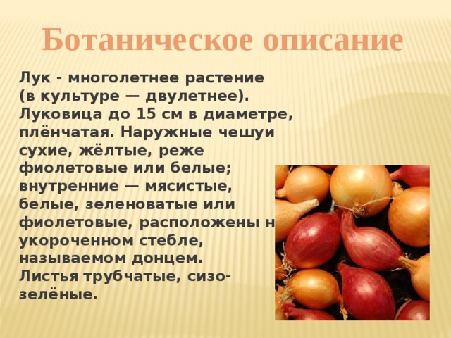 Ботаническое описание  Лук - многолетнее растение (в культуре — двулетнее). Луковица до 15 см в диаметре, плёнчатая. Наружные чешуи сухие, жёлтые, реже фиолетовые или белые; внутренние — мясистые, белые, зеленоватые или фиолетовые, расположены на укороченном стебле, называемом донцем. Листья трубчатые, сизо-зелёные.  