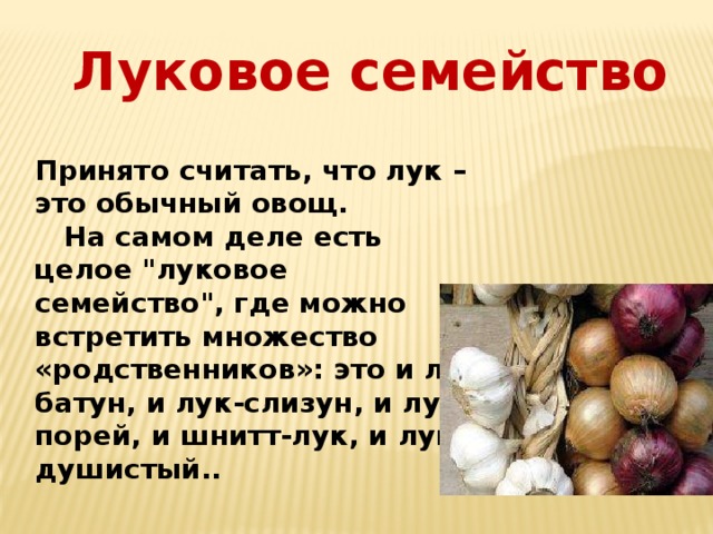  Луковое семейство Принято считать, что лук – это обычный овощ.  На самом деле есть целое 