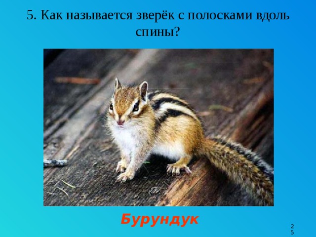 5. Как называется зверёк с полосками вдоль спины? Бурундук 9 
