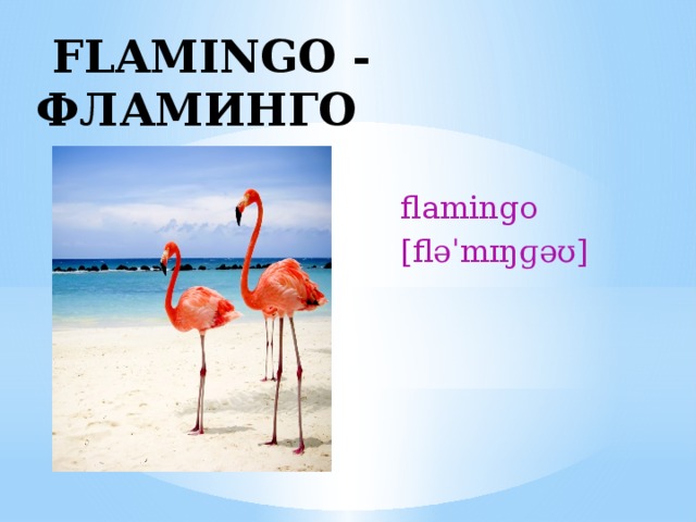  FLAMINGO - ФЛАМИНГО  flamingo  [fləˈmɪŋɡəʊ]  