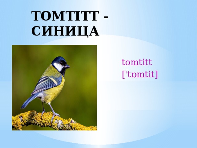 TOMTITT - СИНИЦА tomtitt ['tɒmtit] 