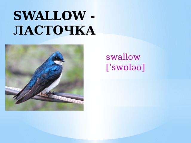 SWALLOW - ЛАСТОЧКА swallow [ˈswɒləʊ] 