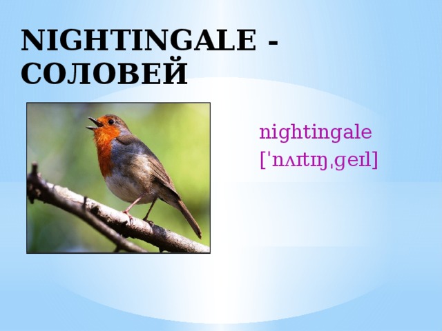 NIGHTINGALE - СОЛОВЕЙ nightingale [ˈnʌɪtɪŋˌɡeɪl] 