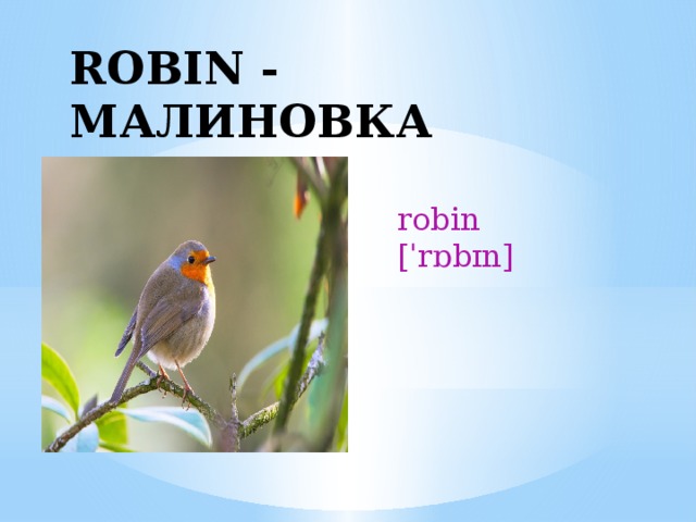 ROBIN - МАЛИНОВКА robin [ˈrɒbɪn] 