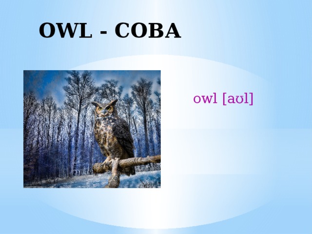 OWL - СОВА owl [aʊl] 