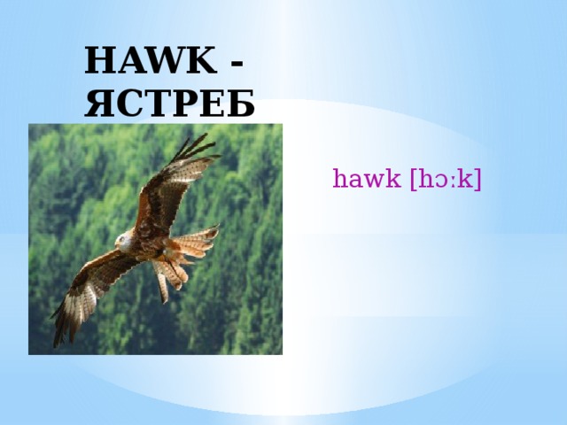 HAWK - ЯСТРЕБ hawk [hɔːk] 