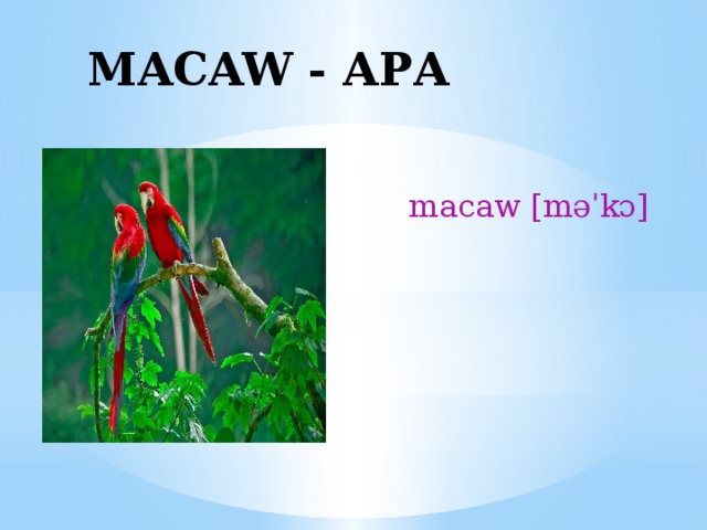 MACAW - АРА macaw [məˈkɔ] 