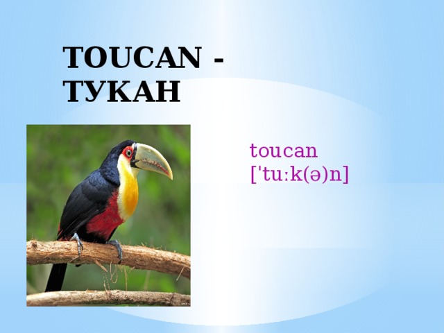 TOUCAN - ТУКАН toucan [ˈtuːk(ə)n] 