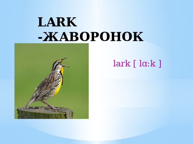 LARK -ЖАВОРОНОК lark [ lɑ:k ] 