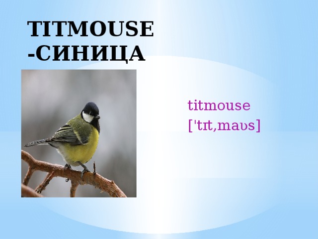 TITMOUSE -СИНИЦА  titmouse  ['tɪt‚maʋs] 