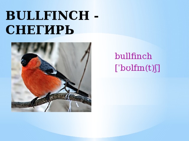 BULLFINCH - СНЕГИРЬ  bullfinch  [ˈbʊlfɪn(t)ʃ] 