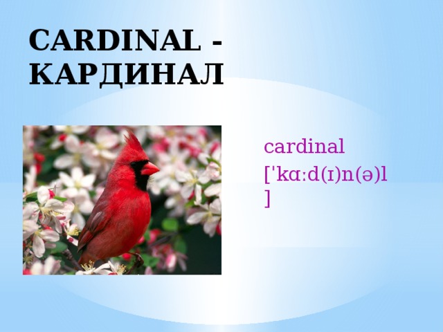 CARDINAL - КАРДИНАЛ cardinal [ˈkɑːd(ɪ)n(ə)l] 