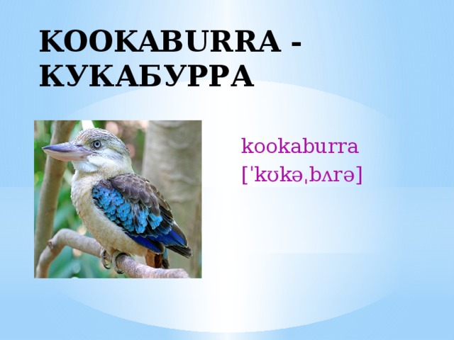 KOOKABURRA - КУКАБУРРА kookaburra [ˈkʊkəˌbʌrə] 
