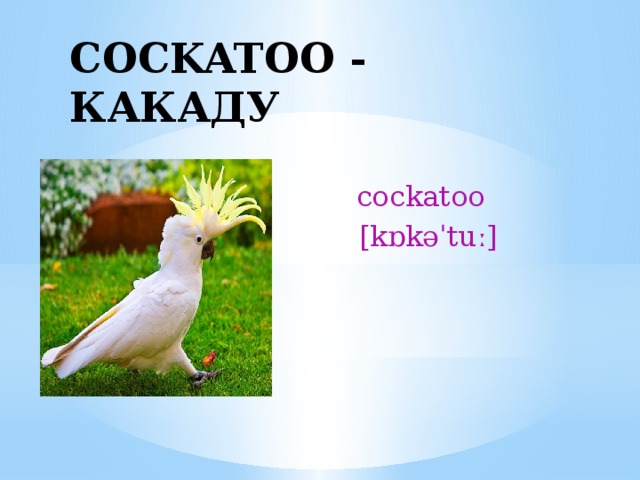 COCKATOO - КАКАДУ  cockatoo  [kɒkəˈtuː] 