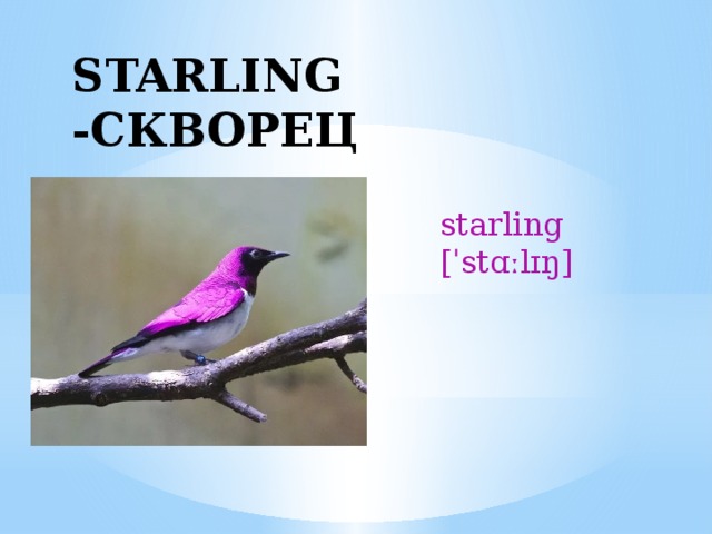 STARLING -СКВОРЕЦ starling [ˈstɑːlɪŋ] 
